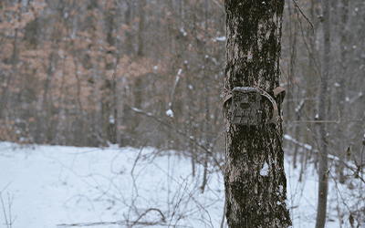 Tips On Scouting For Deer In The Post Season