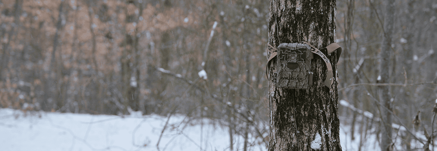 Tips On Scouting For Deer In The Post Season