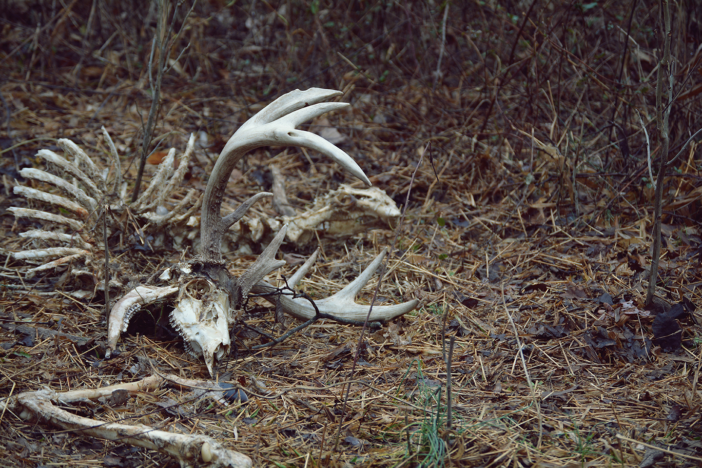 Shed Hunting The Pros and Cons of Finding “Dead Heads 