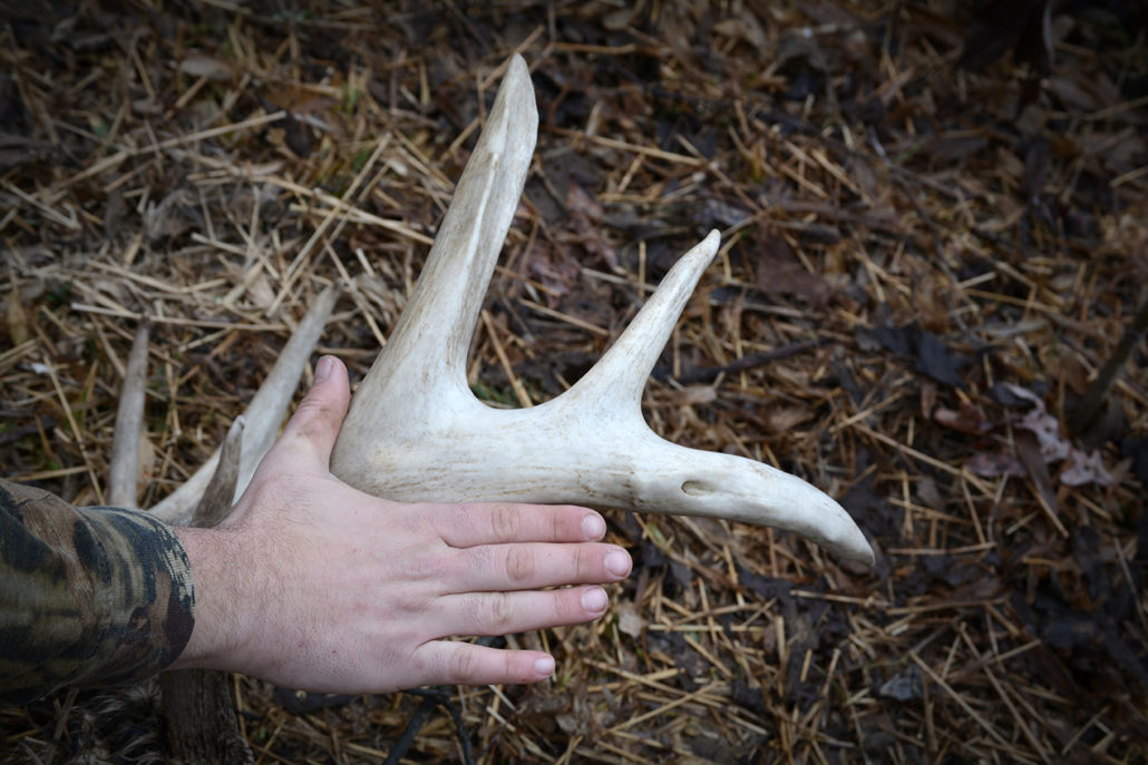 finding-dead-deer-shed-hunting_pic1