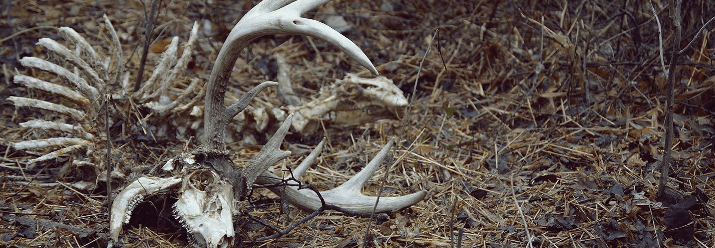 Shed Hunting | The Pros And Cons Of Finding “dead Heads”