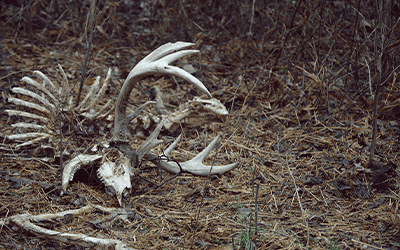 Shed Hunting | The Pros And Cons Of Finding “dead Heads”