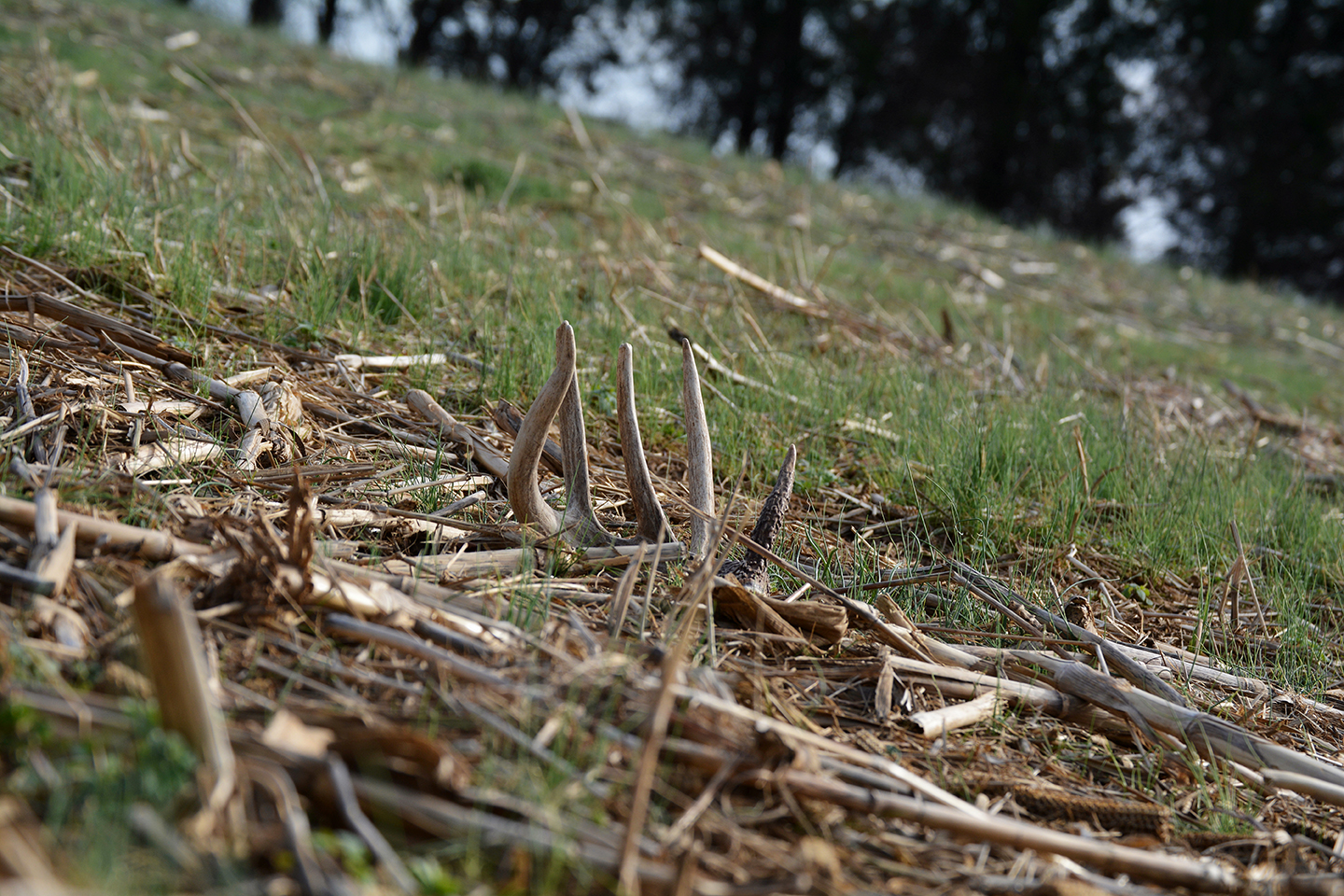 Top 6 Best Places to Find Shed Antlers Muddy Outdoors