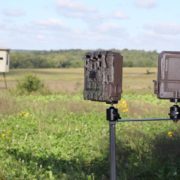 Spring food plots