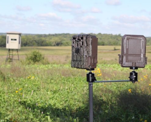 Spring food plots