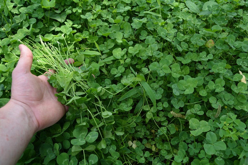 The Power Of Perennials | Spring Food Plots
