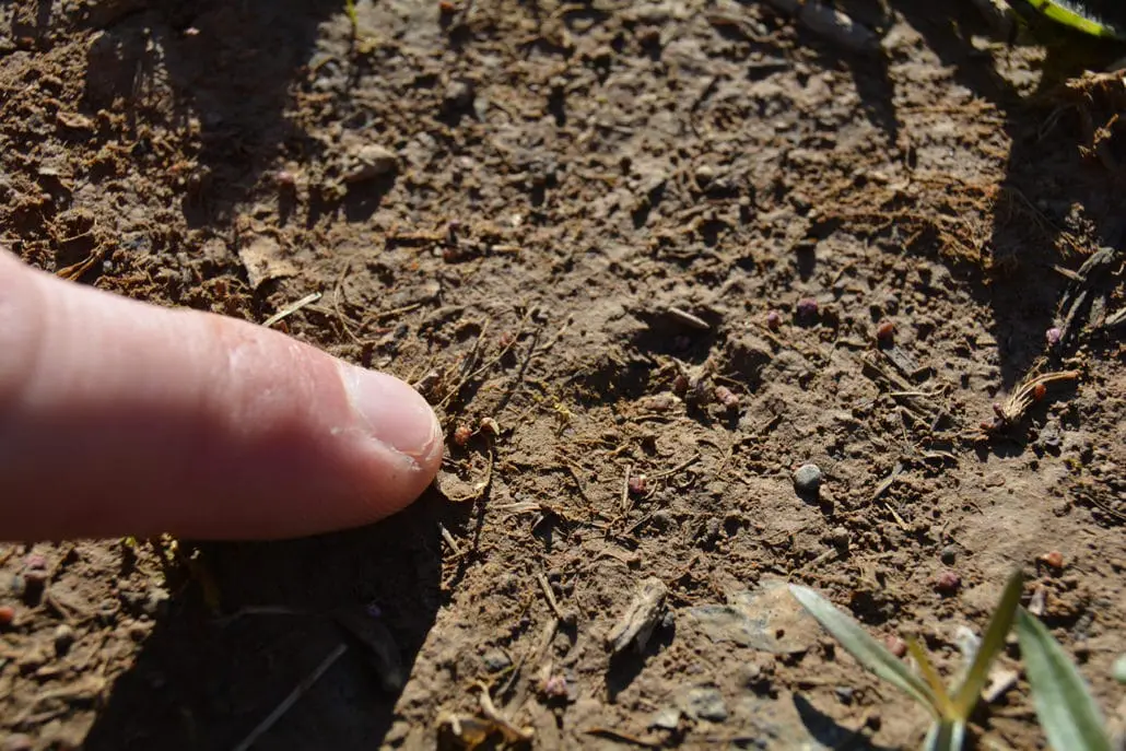 The Power Of Perennials | Spring Food Plots