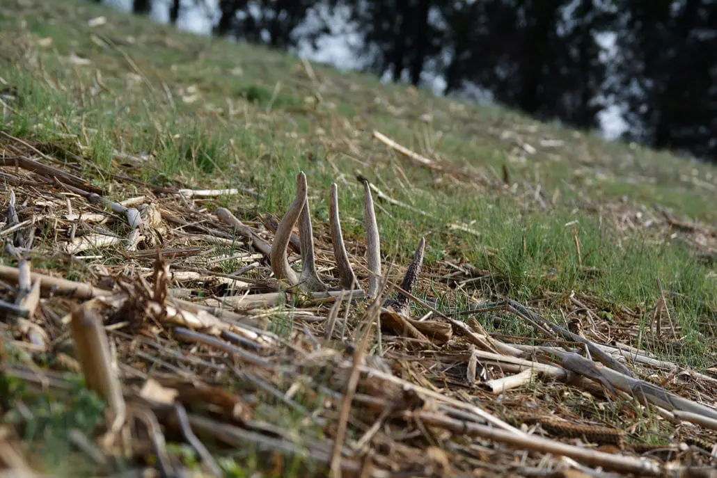 Top 6 Best Places To Find Shed Antlers