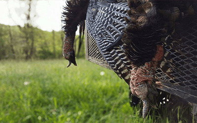 Feeders, Flashes, And Feathers | Simple Turkey Scouting