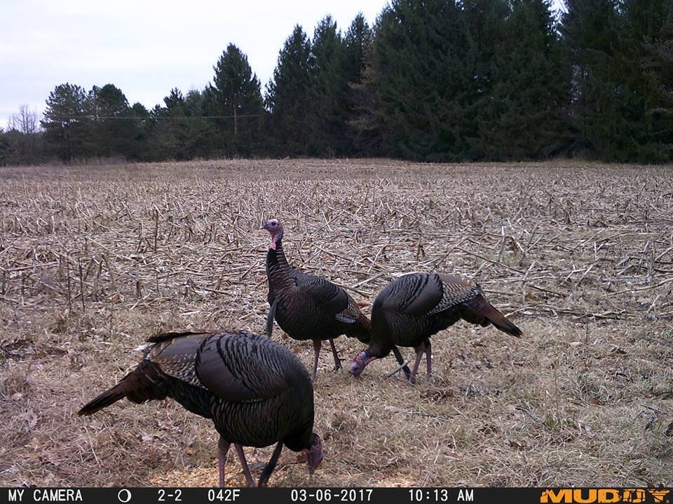 scouting-for-turkeys_pic3
