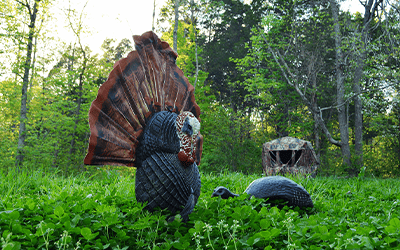 Effective Turkey Decoy Strategies For Hunting Out Of Ground Blinds