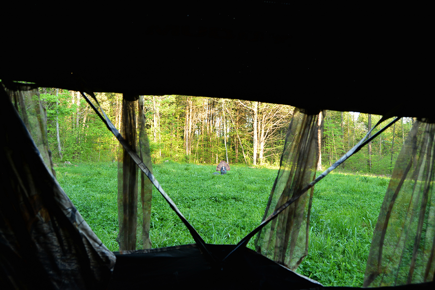 Effective Turkey Decoy Strategies for Hunting Out of Ground Blinds Muddy Outdoors