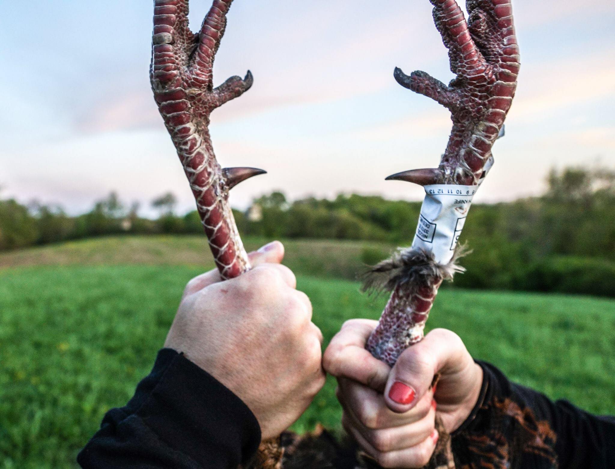 Effective Turkey Decoy Strategies for Hunting Out of Ground Blinds
