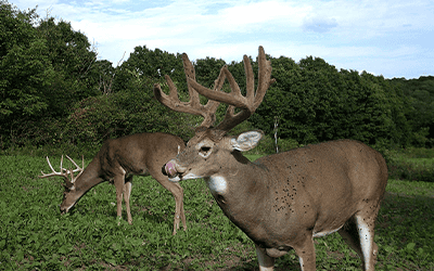 Best Trail Camera Strategies For Your Summer