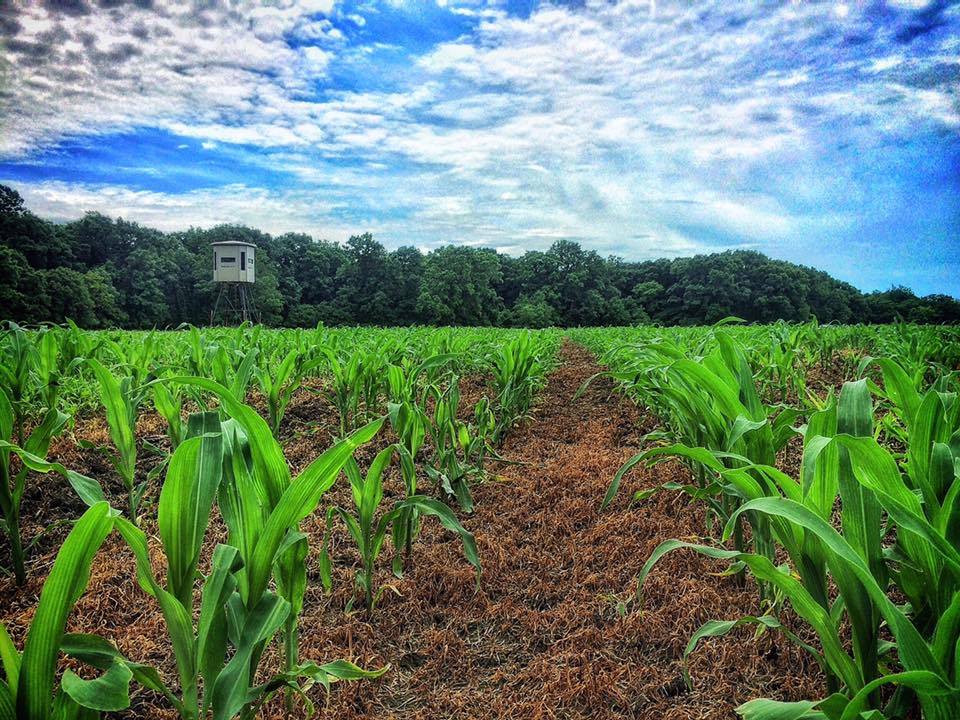 Planning And Hunting Food Plots In The South