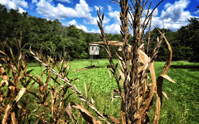 Planning And Hunting Food Plots In The South
