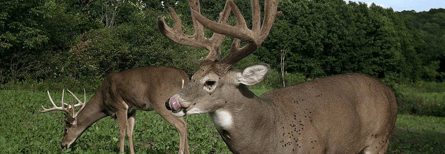 Best Trail Camera Strategies For Your Summer