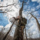 tree stands