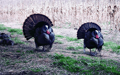 Spring Turkey Scouting And Trail Camera Tips