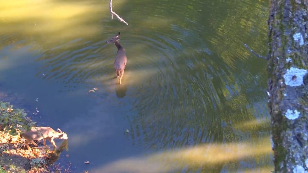 5 Ways To Locate & Pattern Your Top Hit List Buck