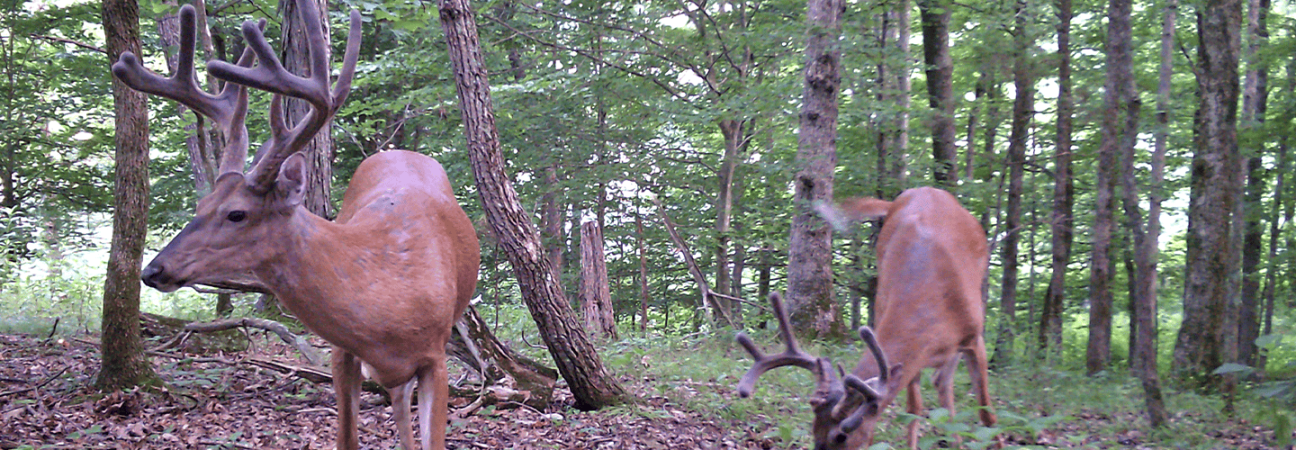 5 Ways To Locate & Pattern Your Top Hit List Buck