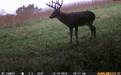 How To Locate The Best Acorn Crop For Hunting Mature Whitetails