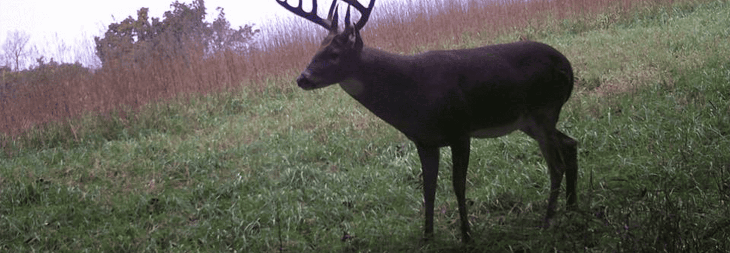 How To Locate The Best Acorn Crop For Hunting Mature Whitetails