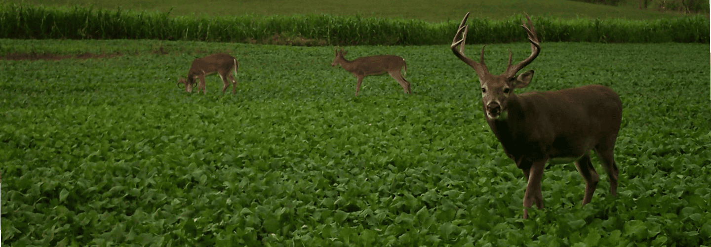 Tips For Tagging An Early October Buck