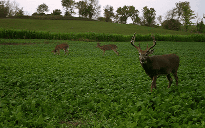Tips For Tagging An Early October Buck