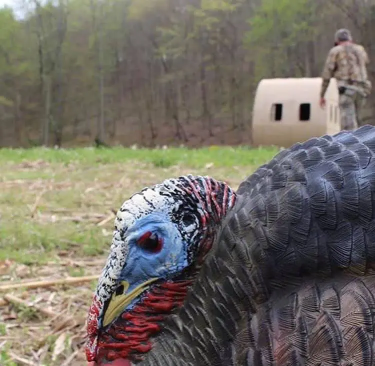 Bale Blinds Vs. Ground Blinds
