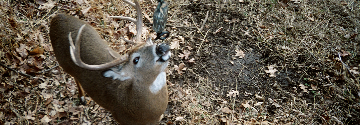 Keep Scrape Cameras Going For Late Season Success