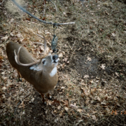 Keep Scrape Cameras Going For Late Season Success