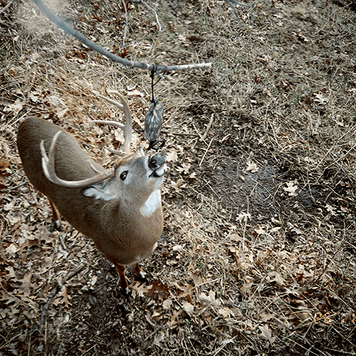Keep Scrape Cameras Going For Late Season Success