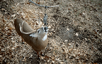 Keep Scrape Cameras Going For Late Season Success