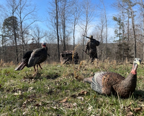 3 Tips For Early Season Turkey Hunting Success