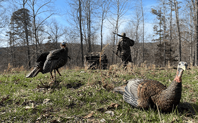 3 Tips For Early Season Turkey Hunting Success