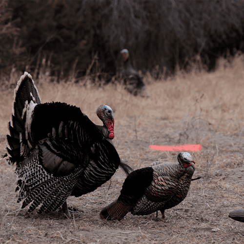 Getting Archery Close To Large Flocks Of Spring Turkeys