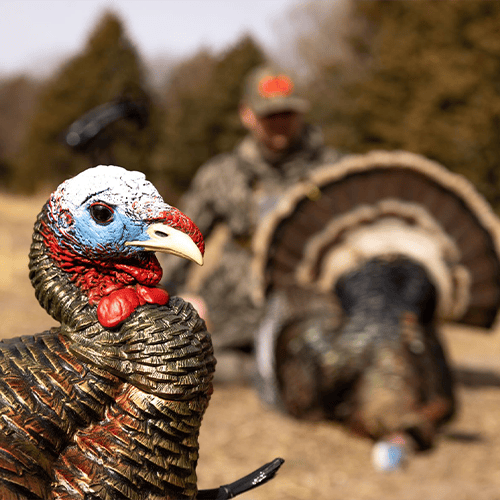 Getting Archery Close To Large Flocks Of Spring Turkeys