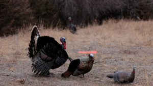 Getting Archery Close To Large Flocks Of Spring Turkeys