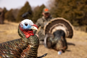 Getting Archery Close To Large Flocks Of Spring Turkeys