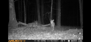 Eliminating Coyotes To Improve Your Deer Herd