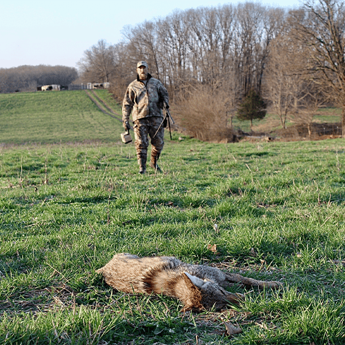 Improve Your Turkey Hunting Odds By Spring Coyote Hunting