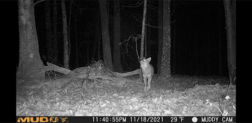 Improve Your Turkey Hunting Odds By Spring Coyote Hunting