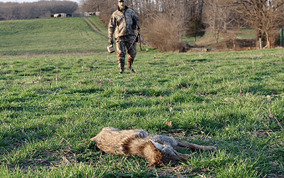 Improve Your Turkey Hunting Odds By Spring Coyote Hunting