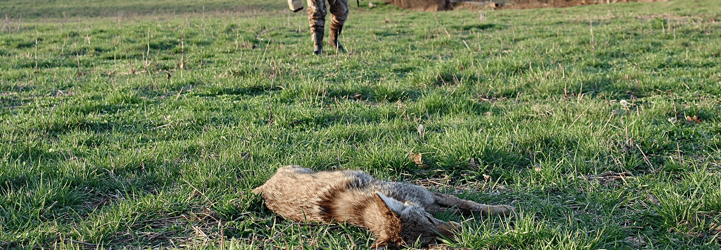 Improve Your Turkey Hunting Odds By Spring Coyote Hunting