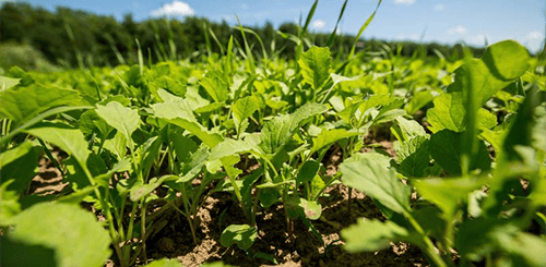3 Critical Summer Tasks For Deer Hunters