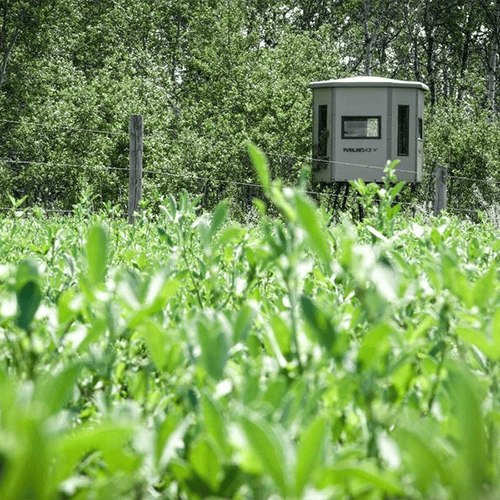 3 Critical Summer Tasks For Deer Hunters