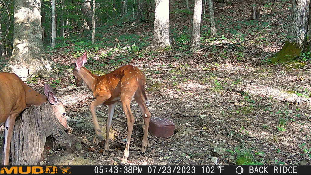 Trail Camera[mp:01][tp:102f][imei:869965065852695]