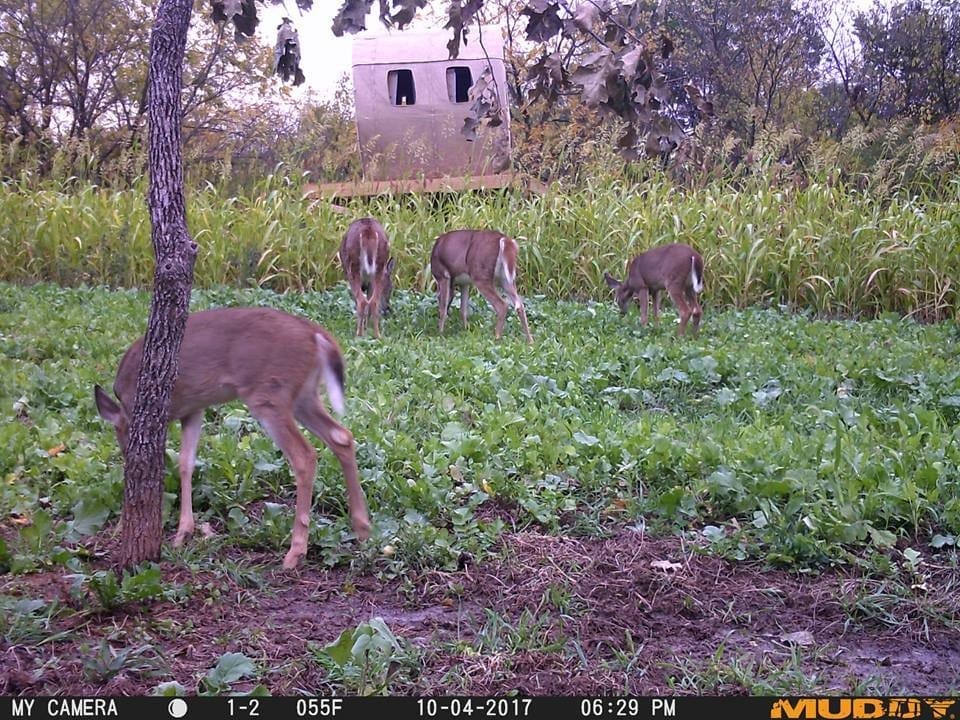 Deer Blinds Best Application For Each Type Body Img 3