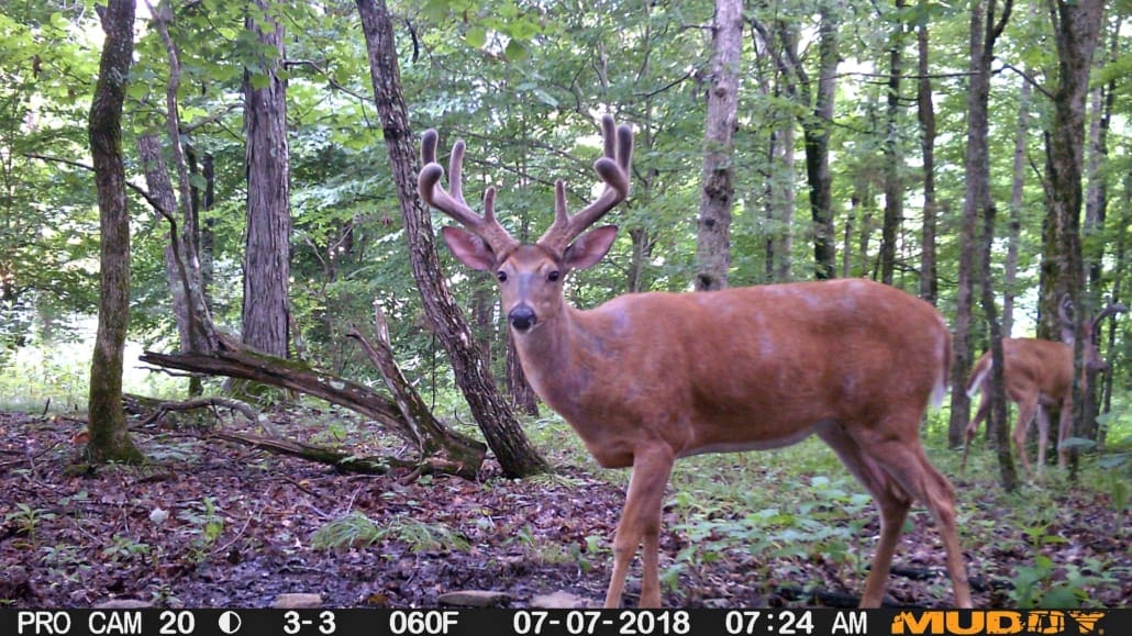 Five Ways To Locate And Pattern Your Top List Buck Body Img 1